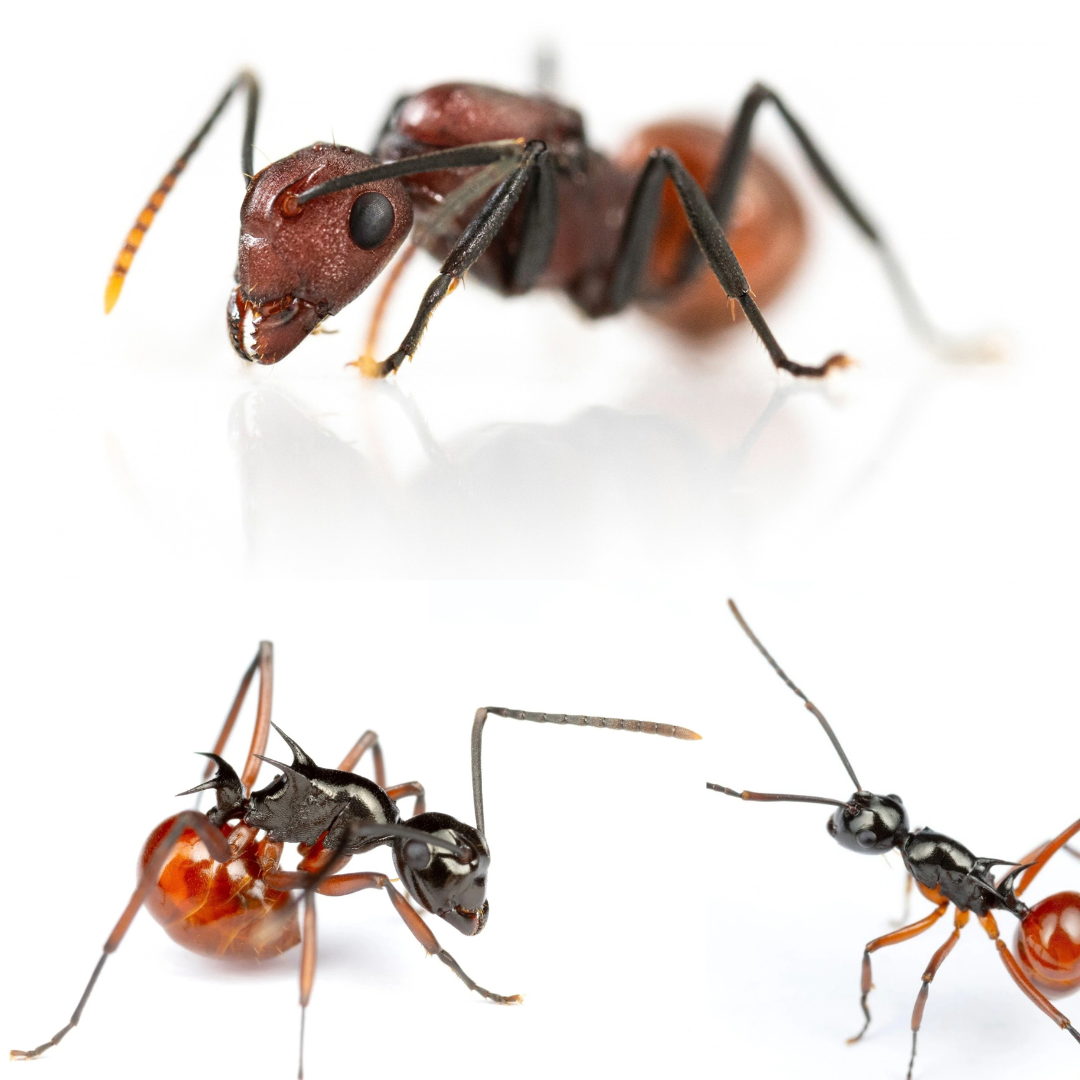 Polyrhachis thrinax
