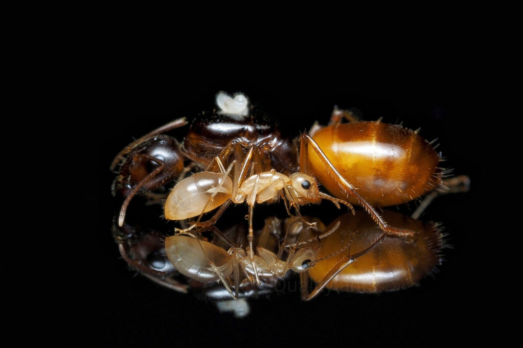 Camponotus fedtschenkoi