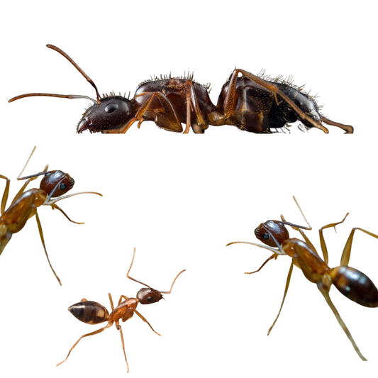 Camponotus albosparsus