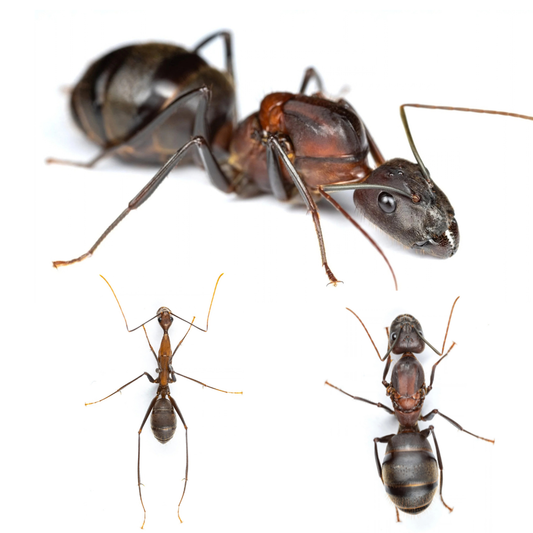 Camponotus angusticollis