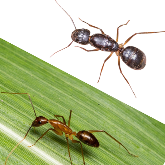 Camponotus carin
