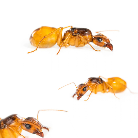 Camponotus fedtschenkoi