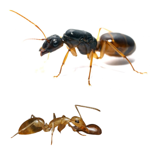 Camponotus fedtschenkoi Black Spot