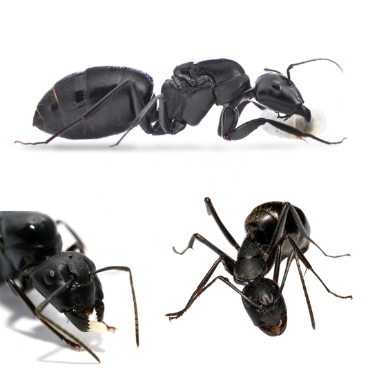 Camponotus japonicus