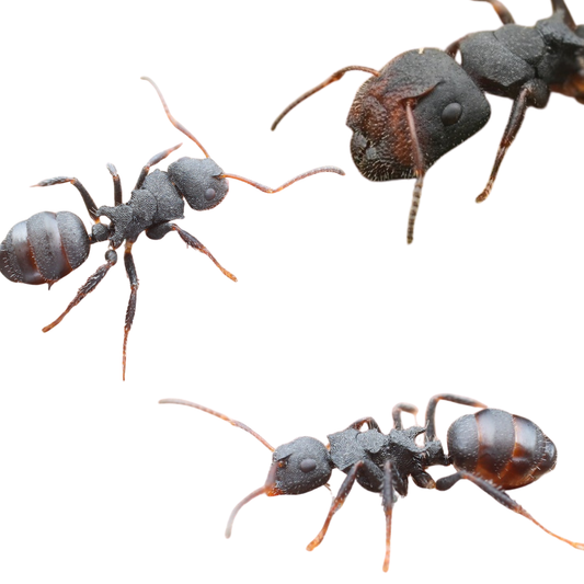 Camponotus lasiselene