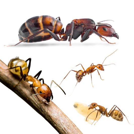 Camponotus nicobarensis