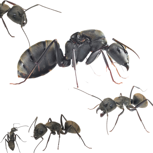 Camponotus pseudolendus