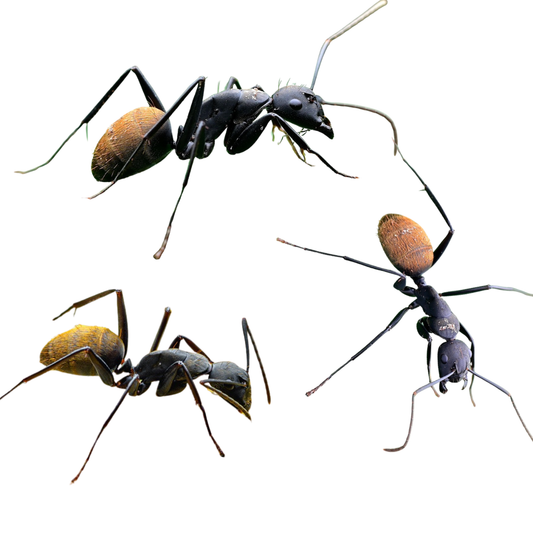 Camponotus tonkinus