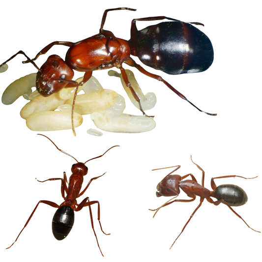 Camponotus turkestanicus