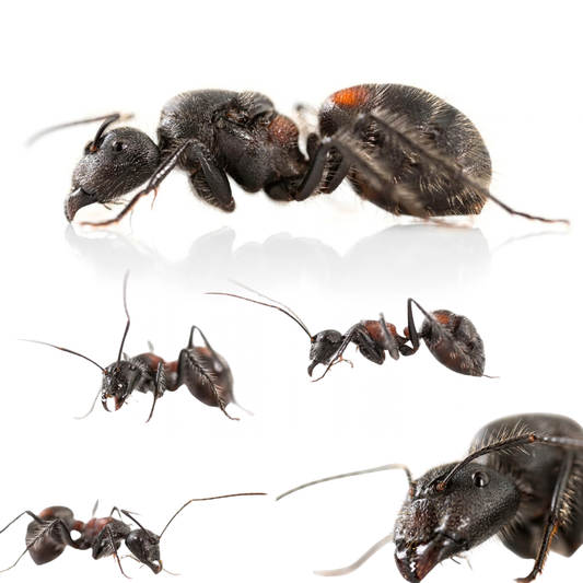 Camponotus xiangban