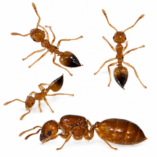 Crematogaster biroi