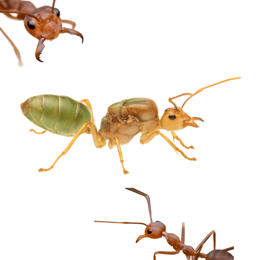 Oecophylla smaragdina