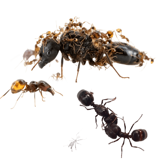 Carebara diversa
