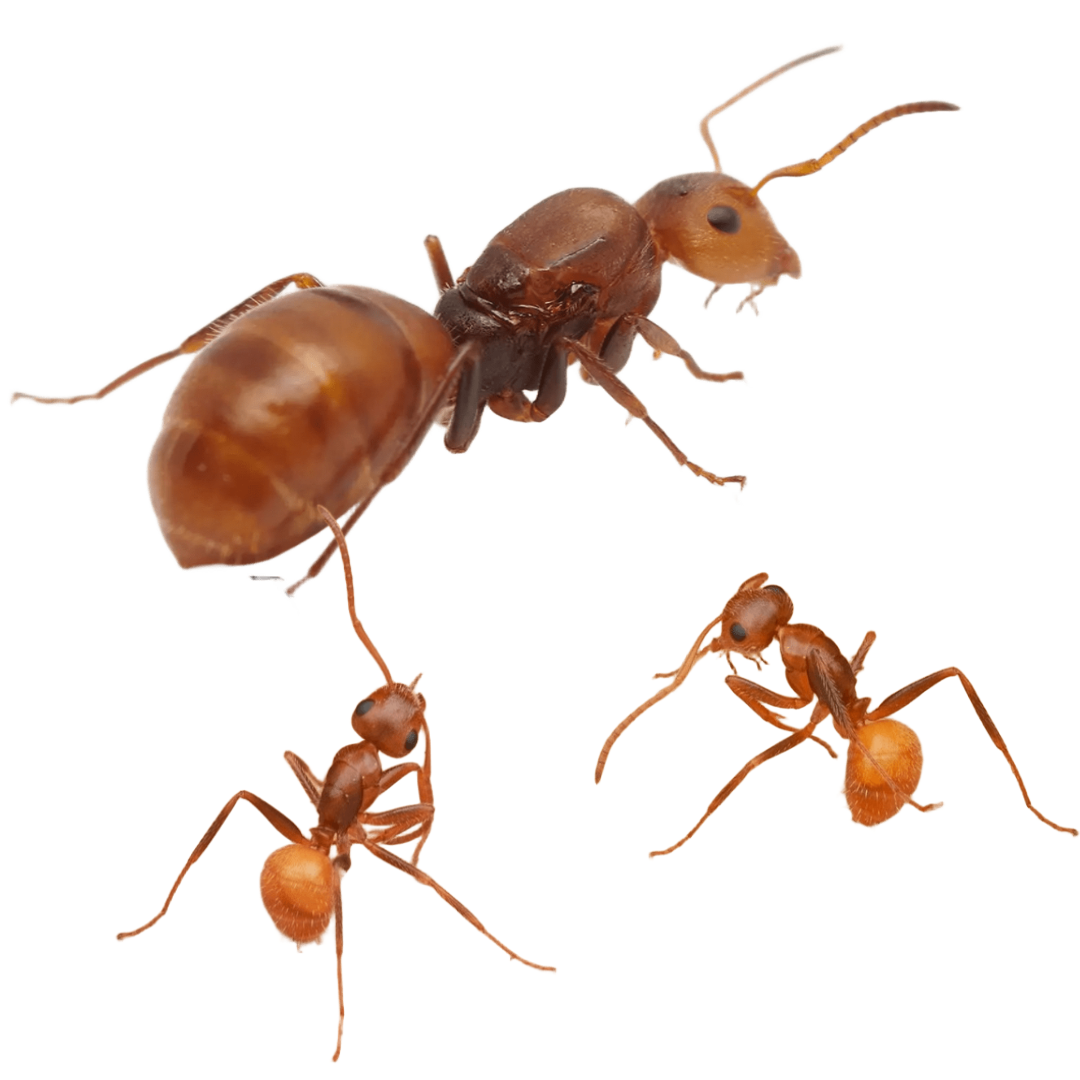 Camponotus Pittieri