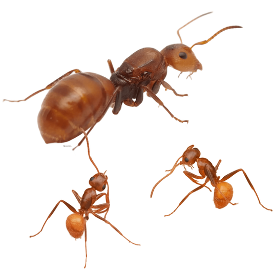 Camponotus Pittieri