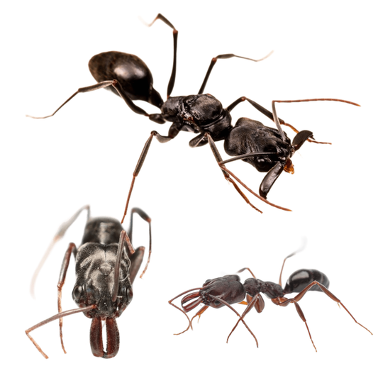 Odontomachus Bauri