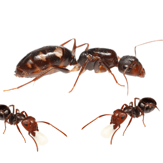 Camponotus Sexguttatus