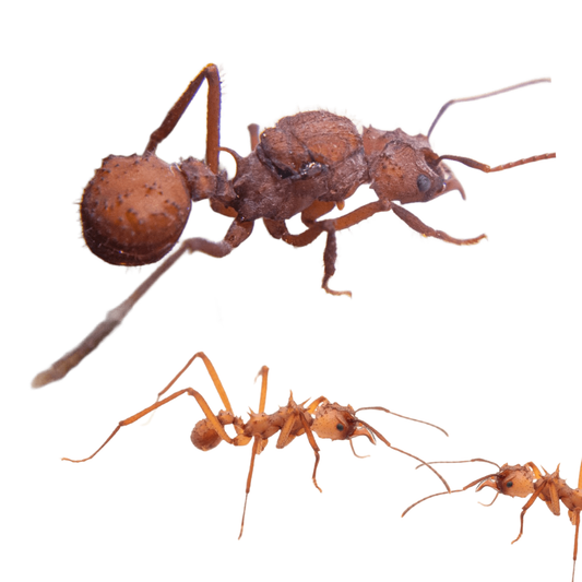 Acromyrmex Octospinosus