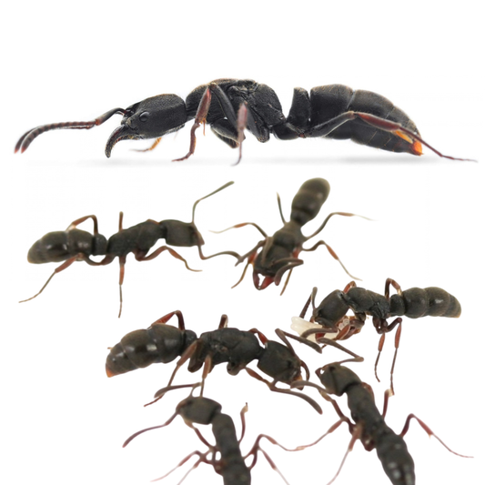 Ectomomyrmex zhengi