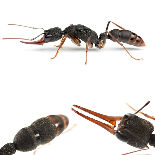Harpegnathos venator