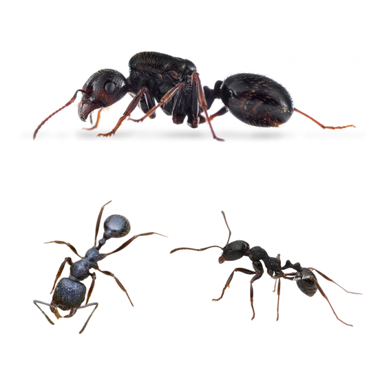 Messor aciculatus