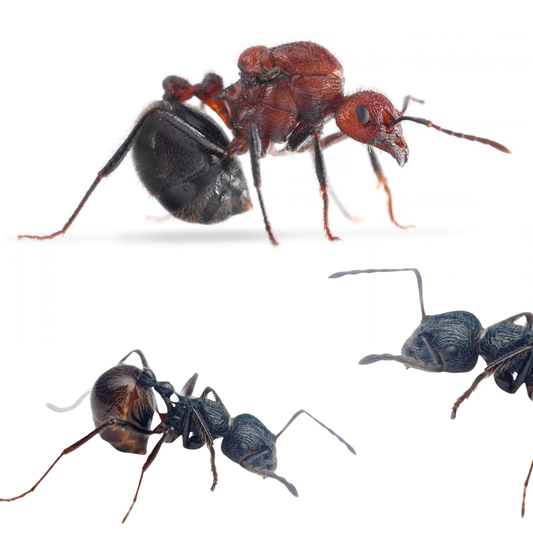 Myrmicaria brunnea
