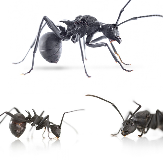 Polyrhachis armata