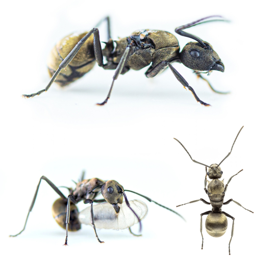 Polyrhachis dives