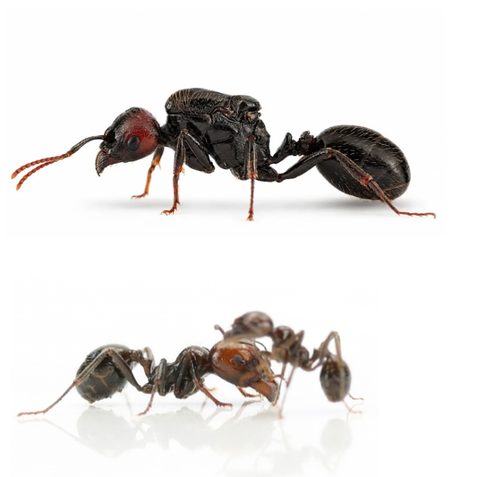 Messor barbarus