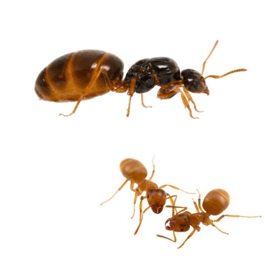 Lasius flavus